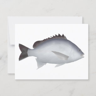Bengalisch Yellowfin Seabream Postkarte