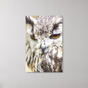 Bengalische Adler-Eule Leinwanddruck