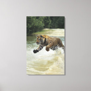 Bengalische Aufladung des Tigers (Panthera der Leinwanddruck