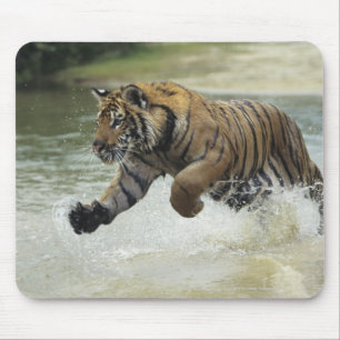 Bengalische Aufladung des Tigers (Panthera der Mousepad