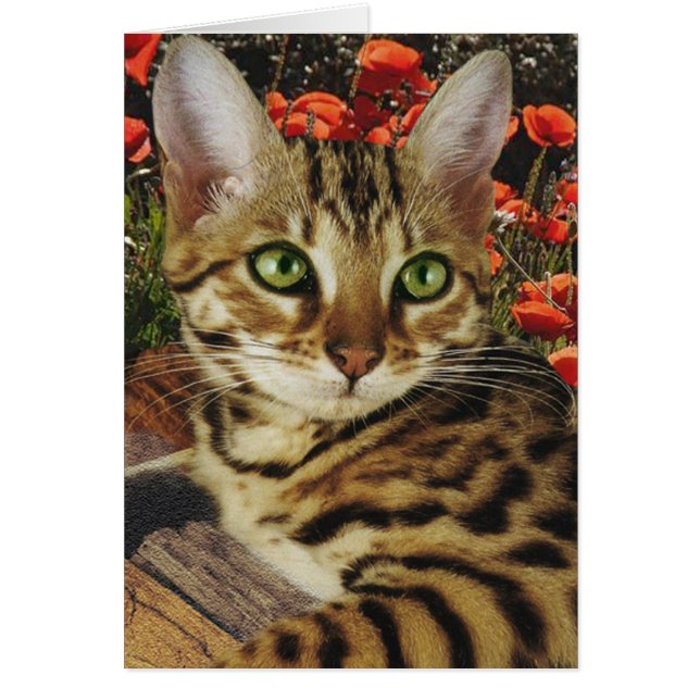 Bengalische Karten und Aufkleber (Vorne)