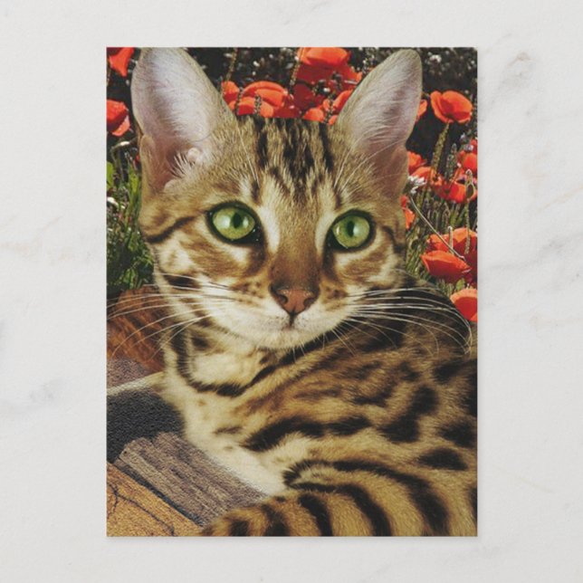 Bengalische Karten und Sticker (Vorderseite)