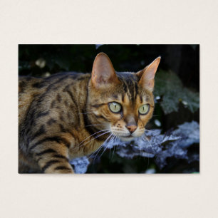 Bengalische Katze