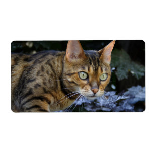 Bengalische Katze
