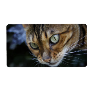 Bengalische Katze