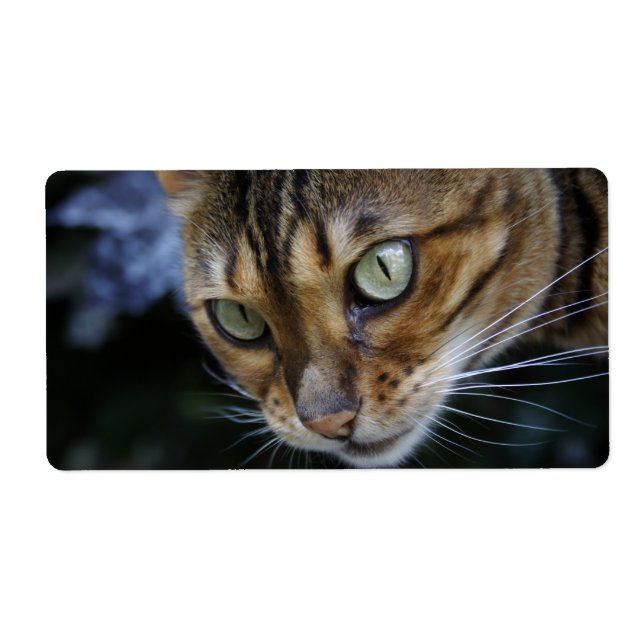 Bengalische Katze (Vorne)