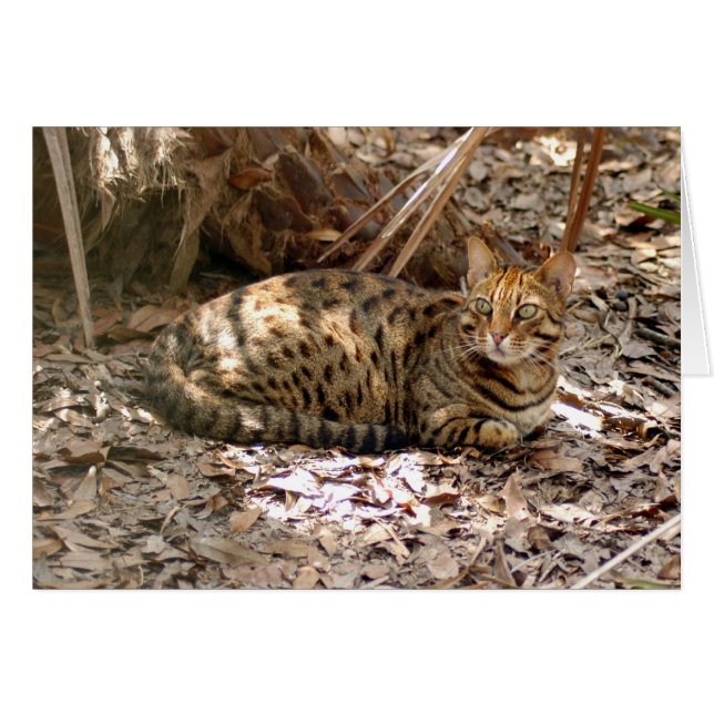 Bengalische Katze 013 (Vorderseite (Horizontal))
