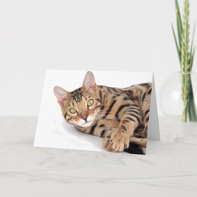 Bengalische Katze liegt Karte (Vorderseite)