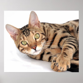 Bengalische Katze liegt Poster