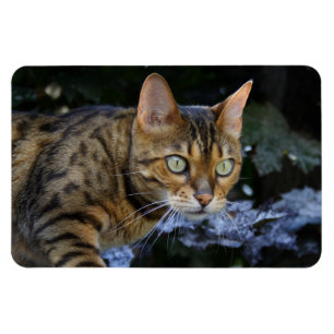 Bengalische Katze Magnet