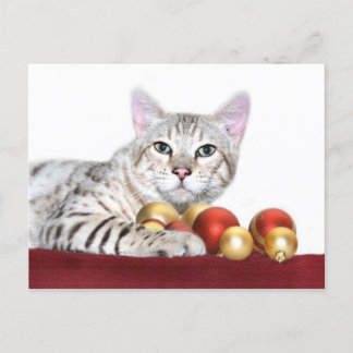 Bengalische Katzenjause Feiertagspostkarte