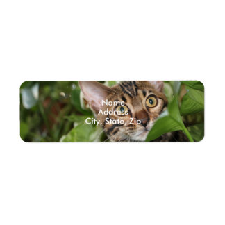 BENGALISCHE KITTEN IN POTHOS