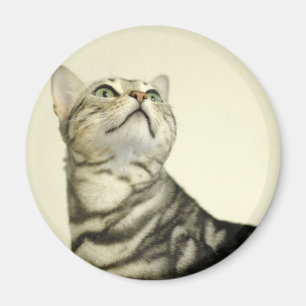 Bengalische Marmorierungkatze Magnet