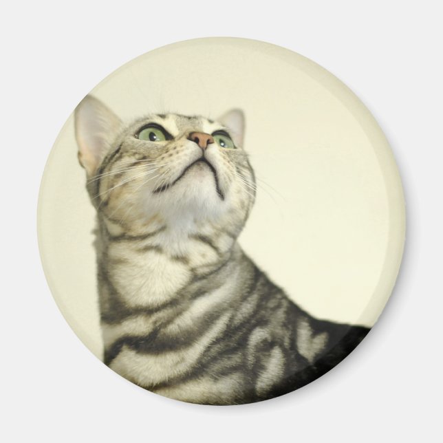 Bengalische Marmorkatze Magnet (Vorne)