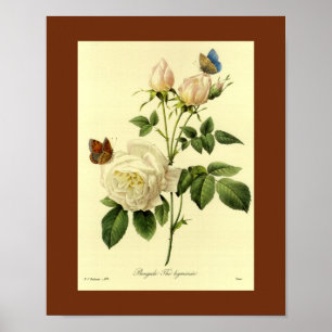 Bengalische Rose 16 X 20 Poster