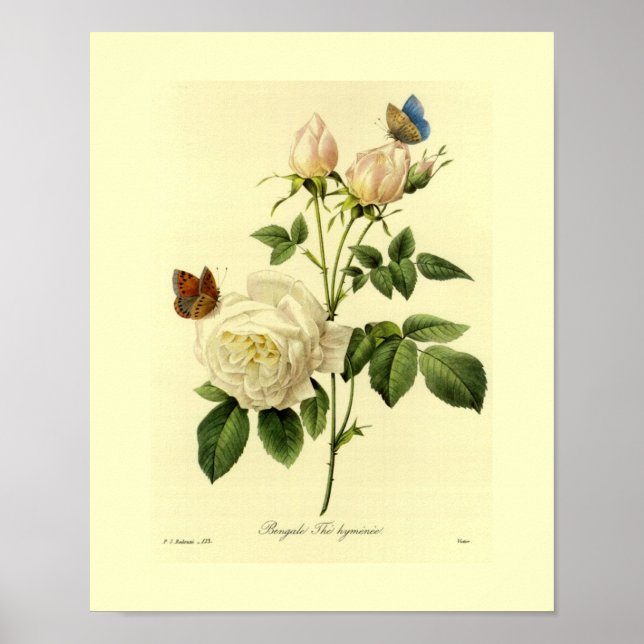 Bengalische Rose Botanische Flora Poster (Vorne)