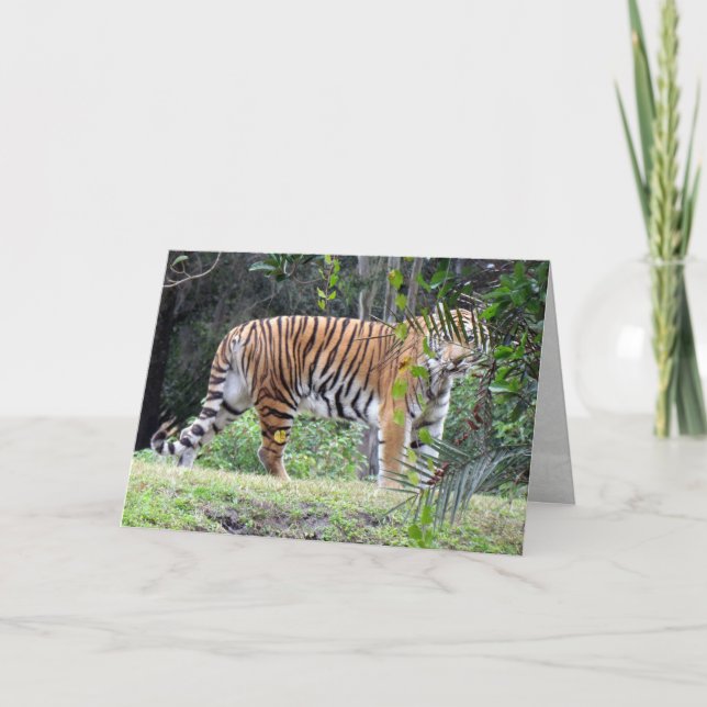 Bengalische Tiger Grußkarte Karte (Vorderseite)