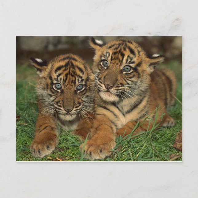 Bengalische Tiger-Ketten Postkarte (Vorderseite)