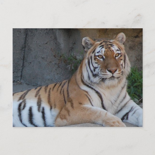 Bengalische Tiger Postkarte (Vorderseite)