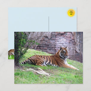 Bengalische Tiger Postkarte
