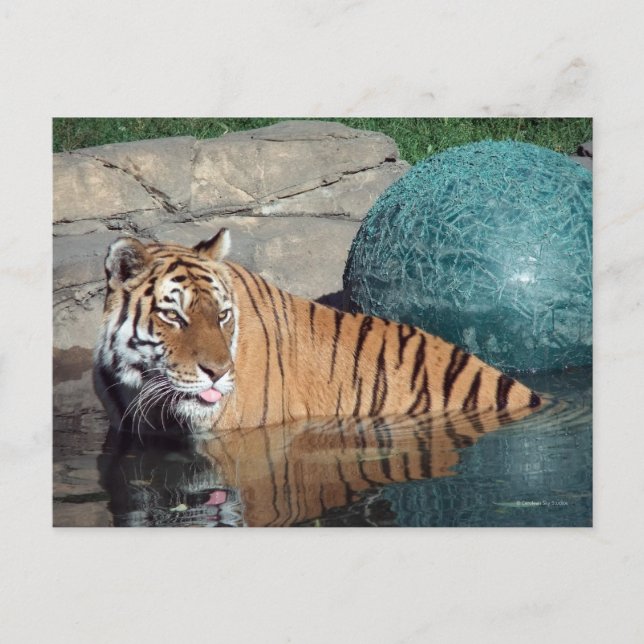 Bengalische Tiger-Postkarte Nr. 1 Postkarte (Vorderseite)