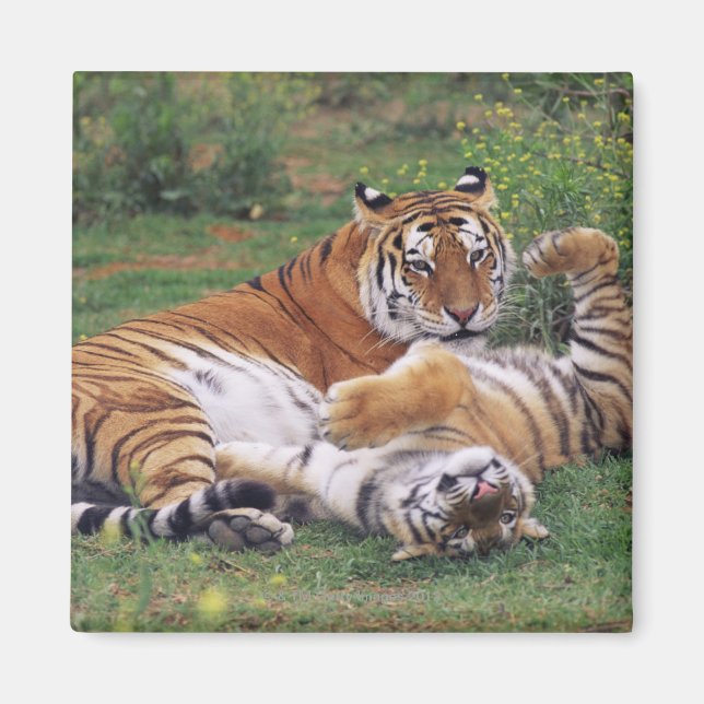 Bengalische Tiger spielen Magnet (Vorne)