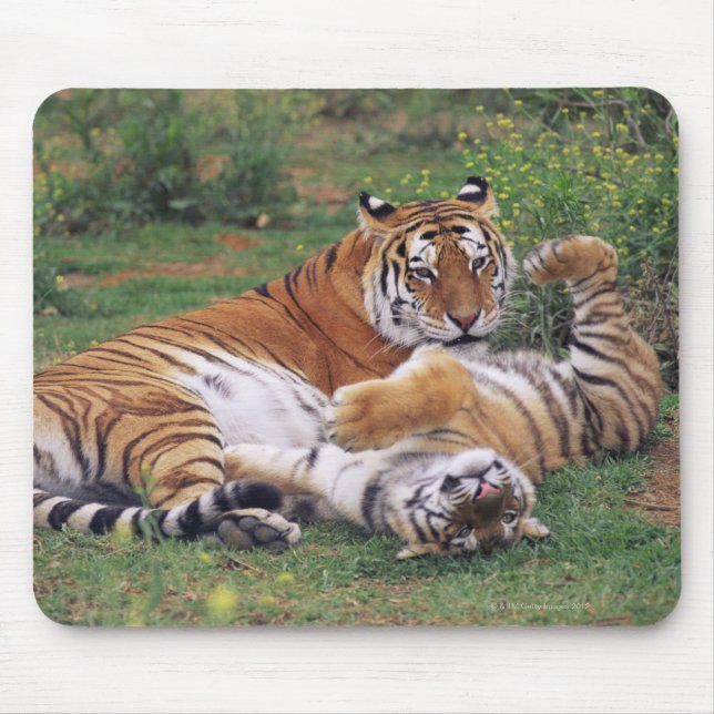 Bengalische Tiger spielen Mousepad (Vorne)