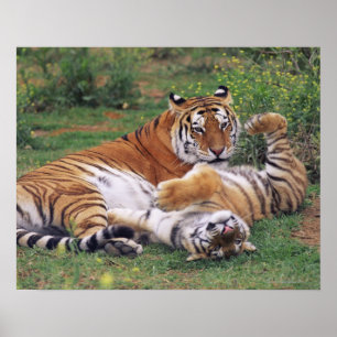 Bengalische Tiger spielen Poster