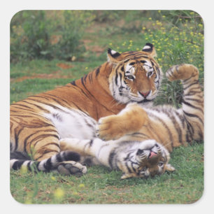 Bengalische Tiger spielen Quadratischer Aufkleber