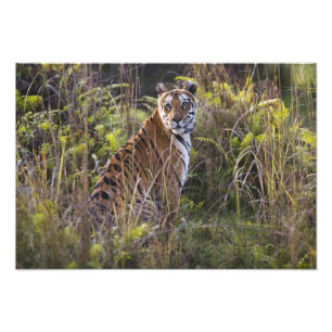 Bengalische Tigerin im großen Gras, die versucht z Fotodruck