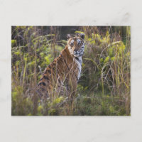 Bengalische Tigerin im großen Gras, die versucht z