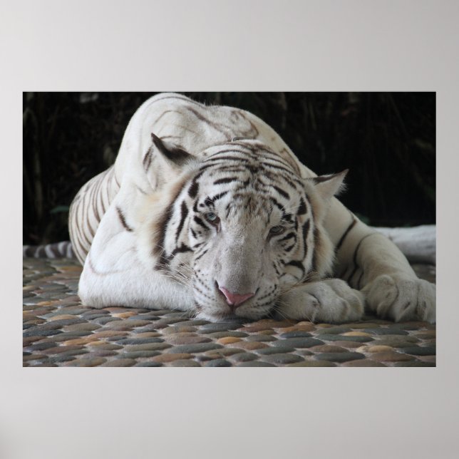 Bengalischer, müde weißer Tiger auf dem Boden Poster (Vorne)