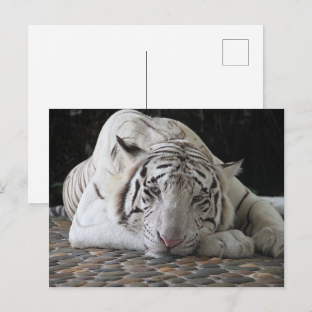 Bengalischer, müde weißer Tiger auf dem Boden Postkarte (Vorne/Hinten)