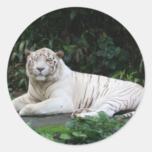 Bengalischer Schwarzweiss-Tiger entspannt und Runder Aufkleber