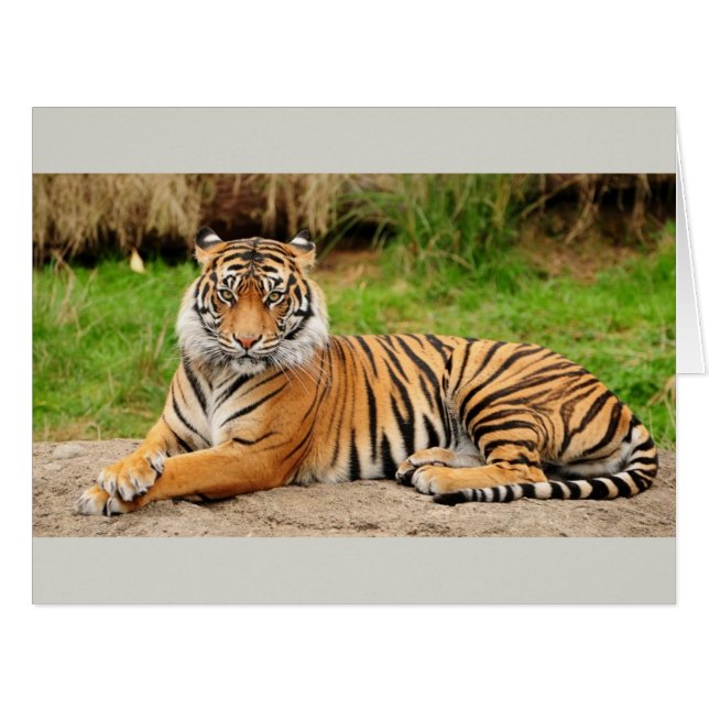 Bengalischer Tiger (Vorderseite (Horizontal))