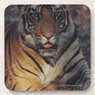 Bengalischer Tiger CUB Untersetzer