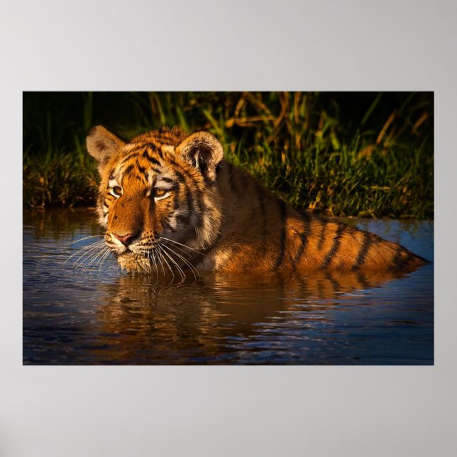 Bengalischer Tiger, der Sie vom Wasserplakat aus b Poster (Vorne)