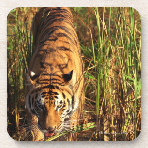 Bengalischer Tiger in den Feuchtgebieten Getränkeuntersetzer