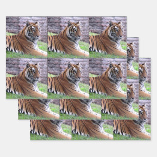 Bengalischer Tiger - Jedem Anlass-Wrapping Paper S Geschenkpapier Set