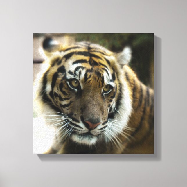 Bengalischer Tiger Leinwanddruck (Vorderseite)