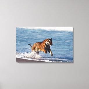 Bengalischer Tiger (Panthera Tigris) Leinwanddruck
