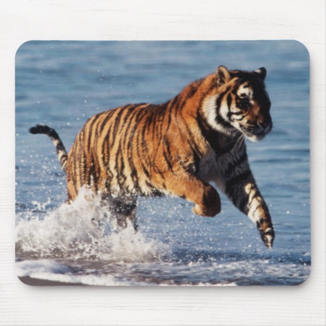 Bengalischer Tiger (Panthera Tigris) Mousepad (Vorne)