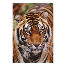 Bengalischer Tiger, Panthera tigris