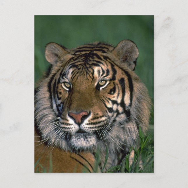 Bengalischer Tiger Postkarte (Vorderseite)