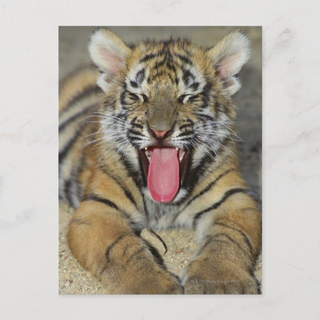 Bengalischer Tiger Postkarte (Vorderseite)