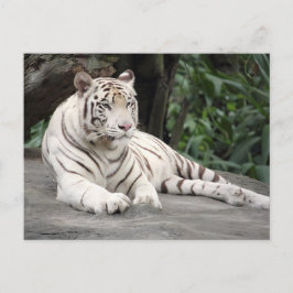 Bengalischer weißer Tiger auf dem Felsen Postkarte