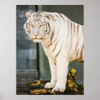 Bengalischer weißer Tiger auf Fotografie