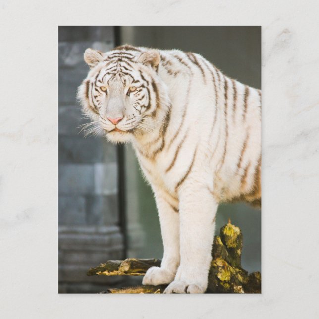Bengalischer weißer Tiger auf Fotografie Postkarte (Vorderseite)