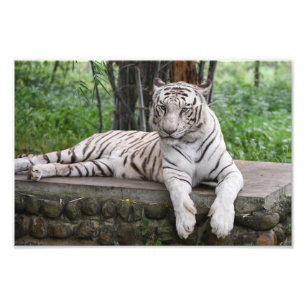 Bengalischer weißer Tiger Fotodruck