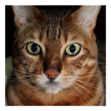 Bengalisches Cat Gloss Poster, Foto Wand an Wand K